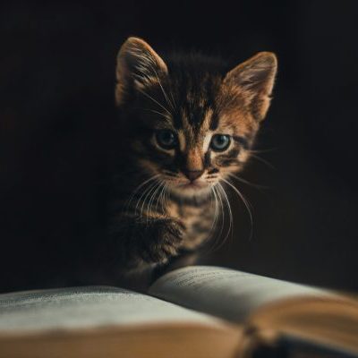 Eine Katze hebt ihre Pfote über ein Buch, als ob sie umblättern möchte